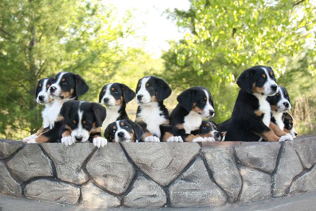 Swiss Mountain Puppies