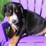 Jaeger girl 5 weeks