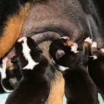 Day old pups nursing.