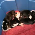 Basket full of 2 day old pups.