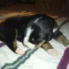 Lexus (MaryEllen) 9 days old
