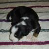 Scout (Ben) 9 days old