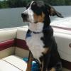 Tank (Zeb) 4 months. Gotta love that boating! 