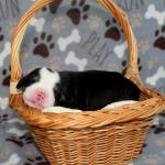 Honey Badger girl 1 week