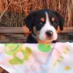 Chardonnay Girl 4 weeks