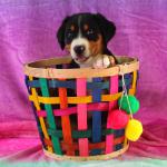 Merlot 6 weeks