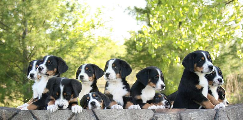 swiss mountain dog puppy for sale