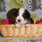 JULIETTE 3 WEEKS
