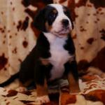JULIETTE 6 WEEKS