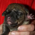 Broholmer Barney (black) 1 day old boy