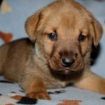 Fred 4 weeks boy
